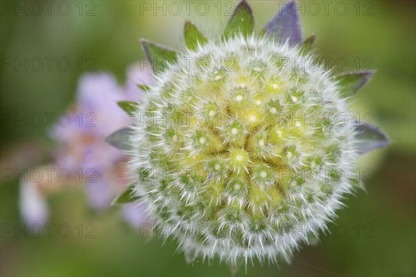 Field Scabious