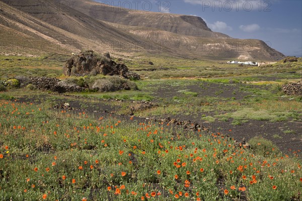 Long-headed long-headed poppy