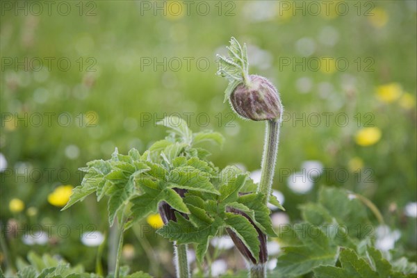 Wild wild angelica