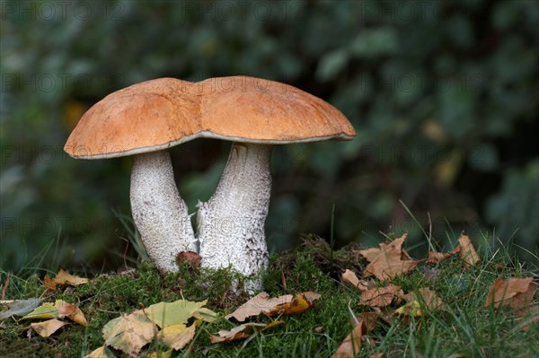 Orange Birch Bolete