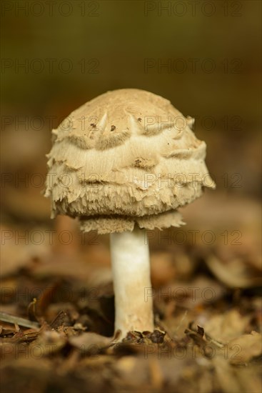 Shaggy Parasol