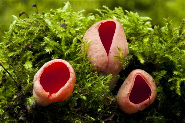 Scarlet elfcup