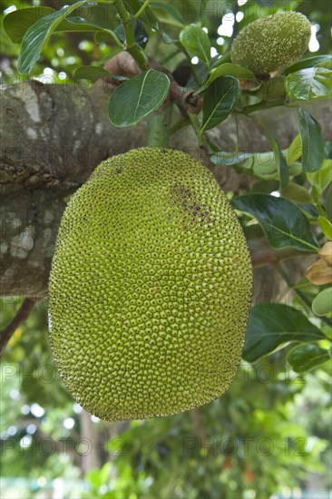 Jackfruit tree