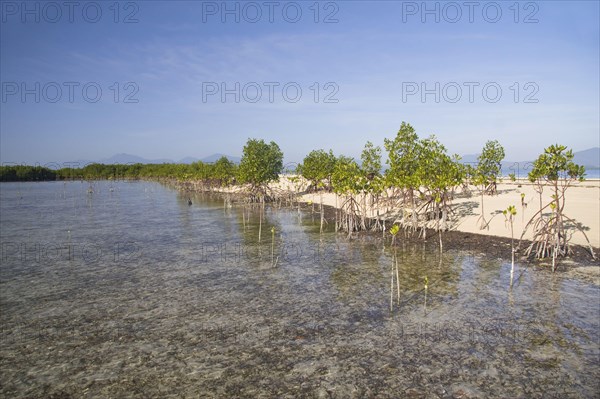 Mangrove