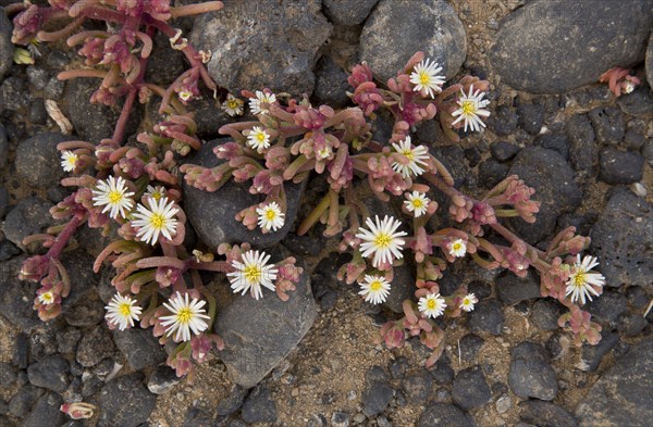 Slenderleaf Iceplant