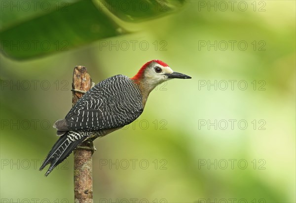 Jamaican jamaican woodpecker