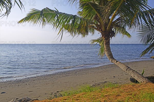 Coconut palms