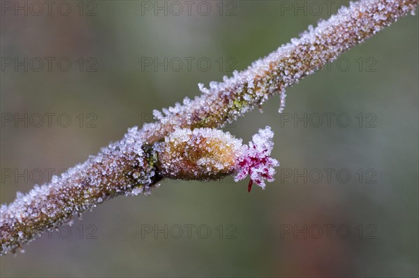 Common common hazel