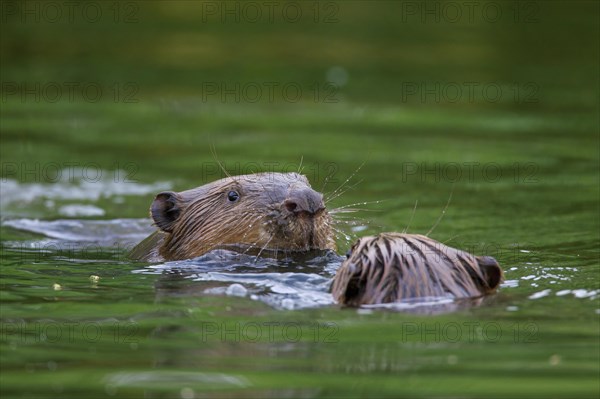 Close-up of two Eurasian beavers