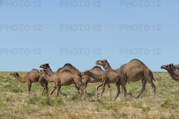 Dromedaries