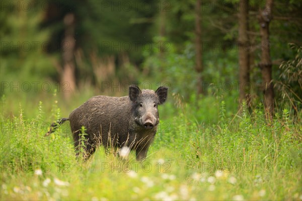 Wild boar