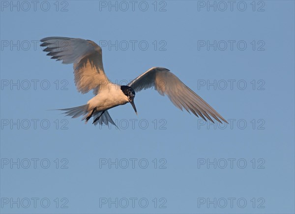 Sandwich tern