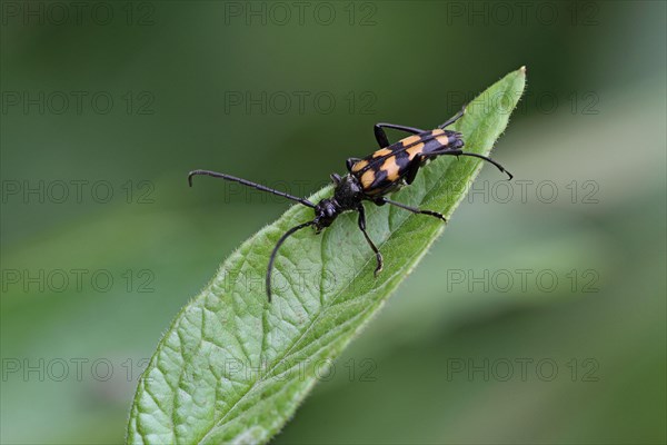 Double banded longhorn beetle