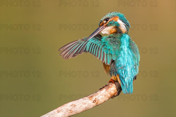 Kingfisher