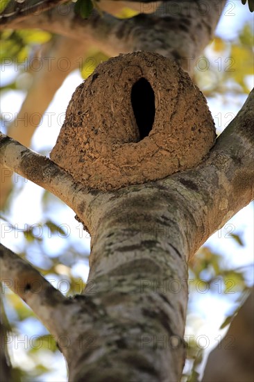 Rufous Hornero