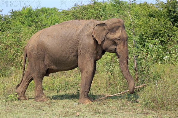 Sri lankan elephant