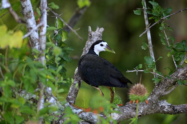 White-breasted water-hen