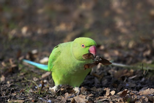 Rose-ringed parakeet