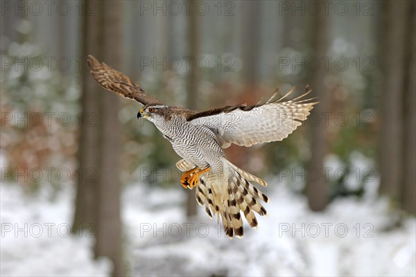 Northern goshawk