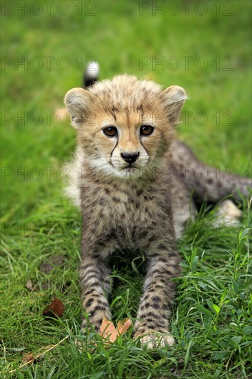 Sudan Cheetah