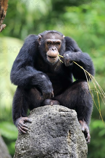 Chimpanzee