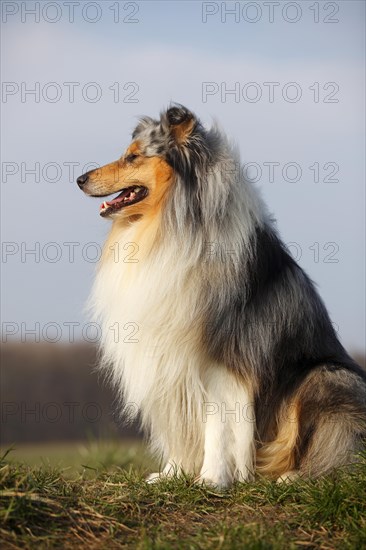 Scottish shepherd dog