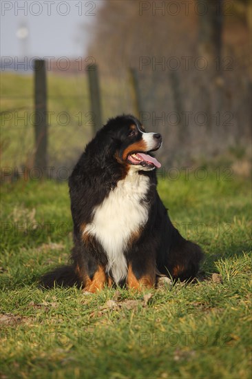 Bernese Mountain Dog