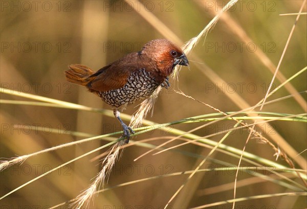 Scaly-breasted Munia