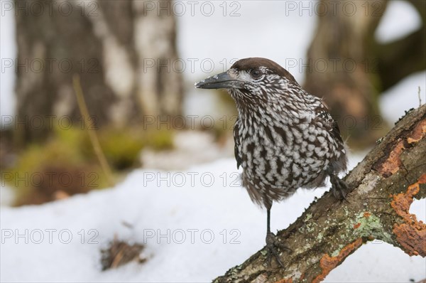 Spotted Nutcracker