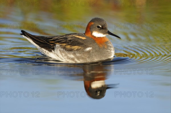 Red-necked Phalarope