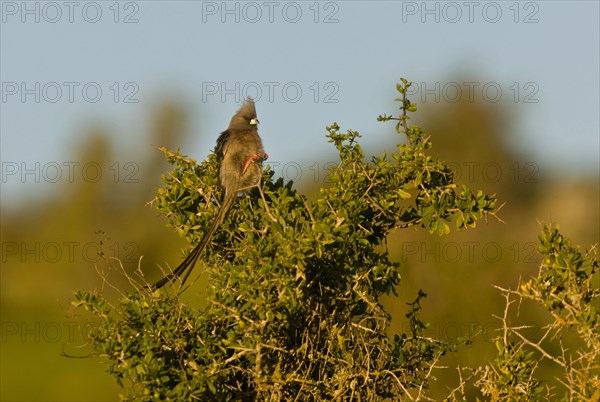 White-backed Mousebird