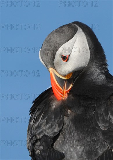 Puffin