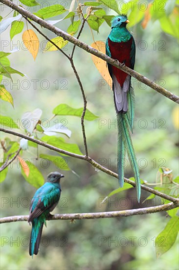 Quetzal