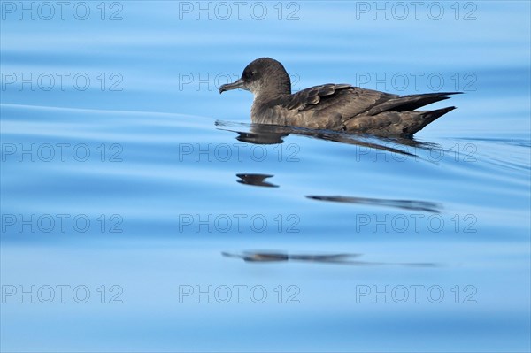 Sooty Shearwater