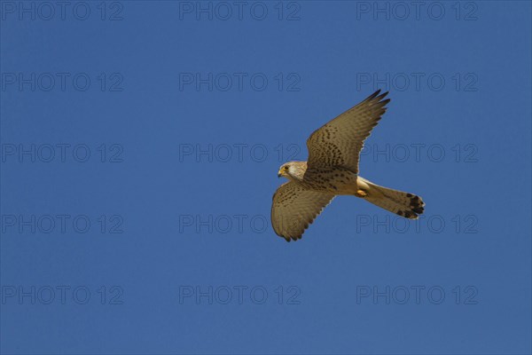 Lesser Kestrel