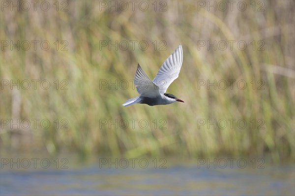 Whiskered Tern