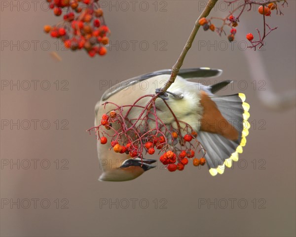 Waxwing