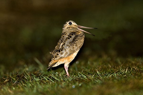 American Woodcock