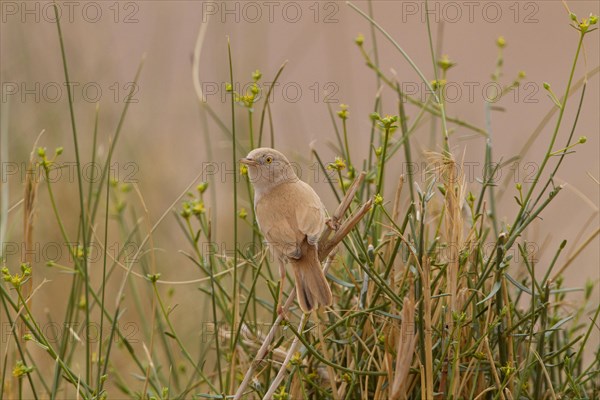 African Desert Warbler