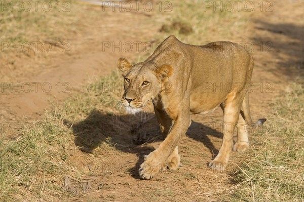 Masai Lion