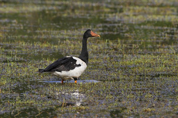 Magpie Goose