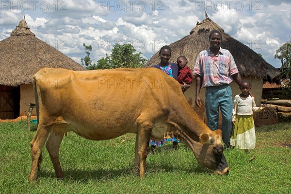 Domestic cattle