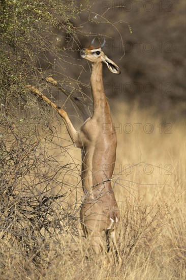 Gerenuk