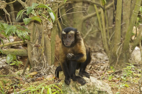 Brown Capuchin