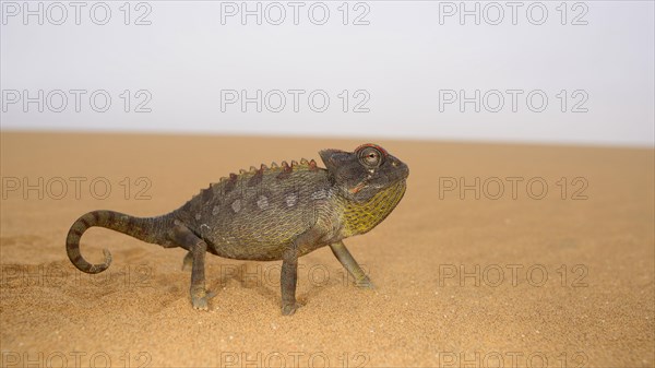 Namaqua Chameleon