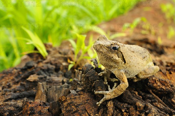 Southern Foam-nest Treefrog