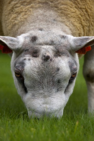 Domestic Sheep