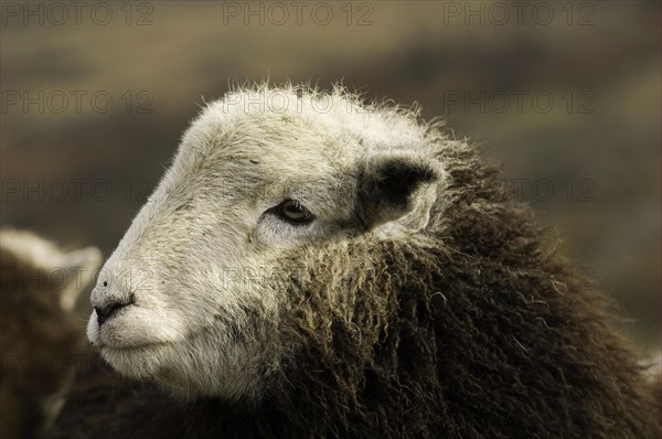 Domestic Sheep