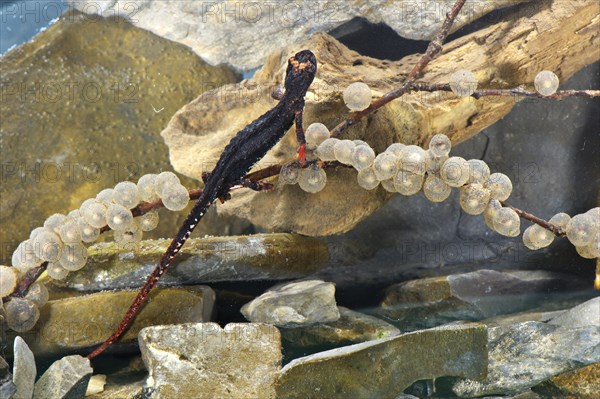 Spectacled salamander