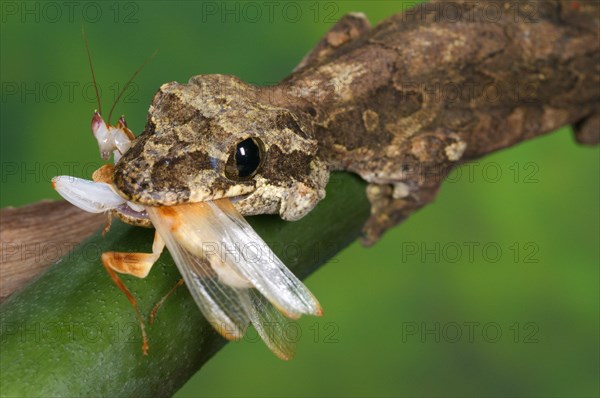 Kuhl's Flying Gecko